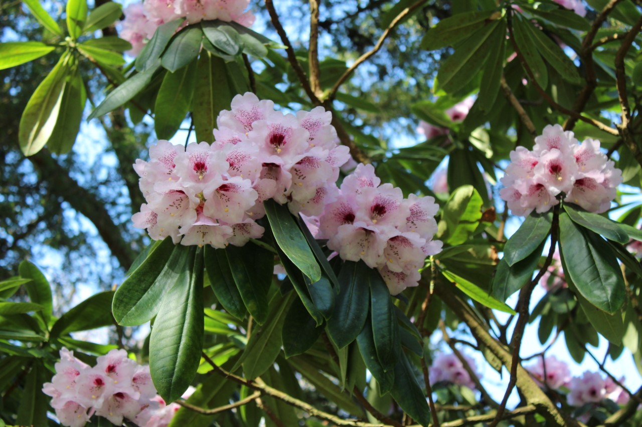 x geraldii